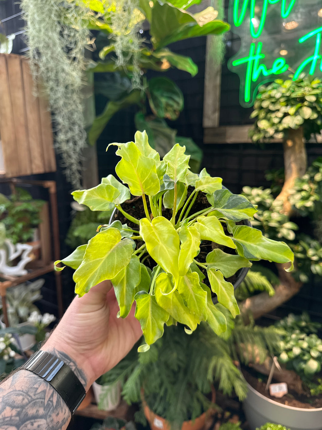 Philodendron Xanadu Variegated