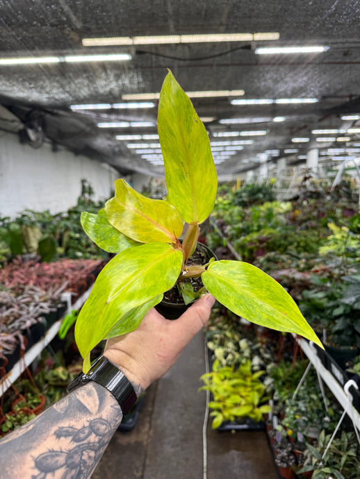 Philodendron 'Orange Marmalade'