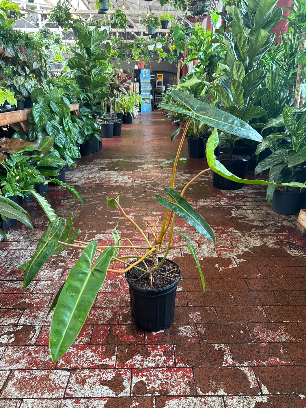 philodendron billietiae in the wild Philodendron Billietiae