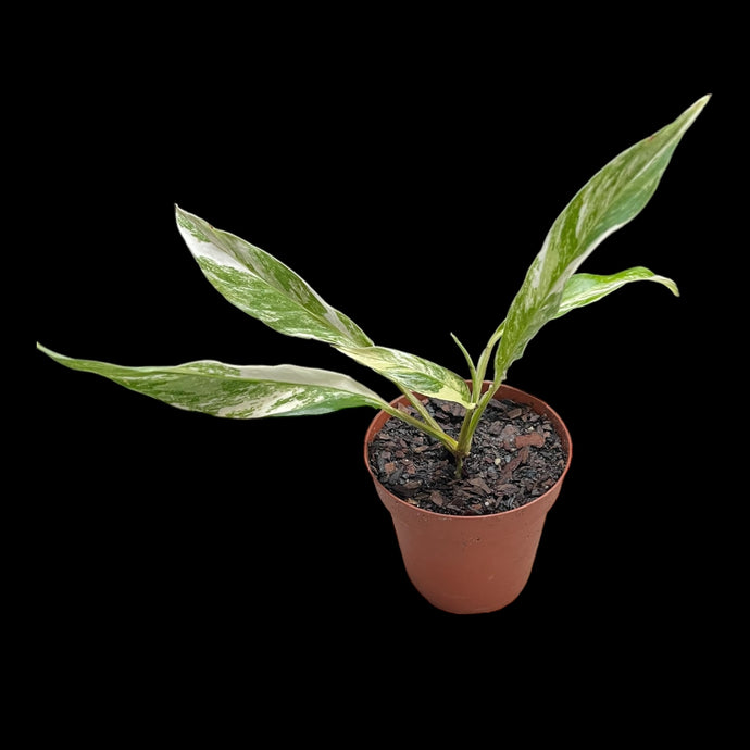 Rhaphidophora megasperma variegata