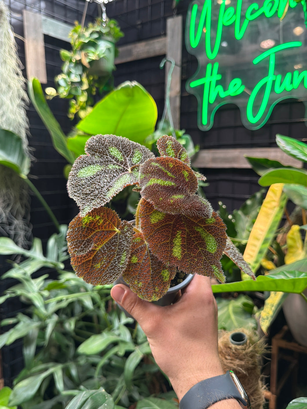 Begonia masoniana 'Boulder'