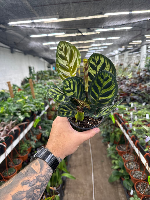 Goepperita makoyana (Calathea)