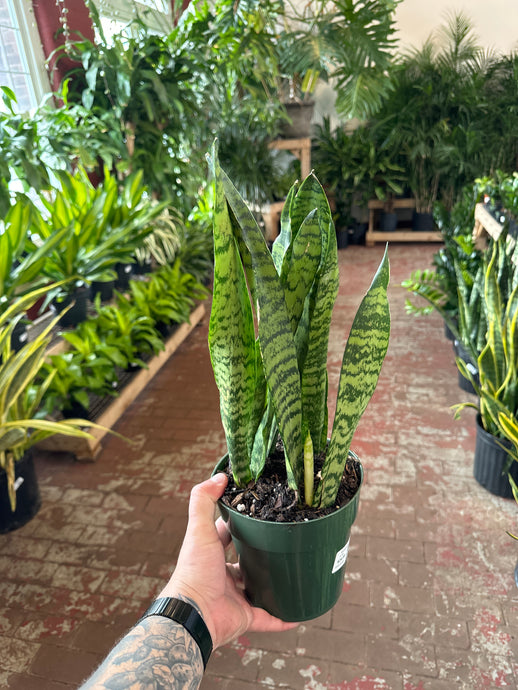 Sansevieria Zeylanica