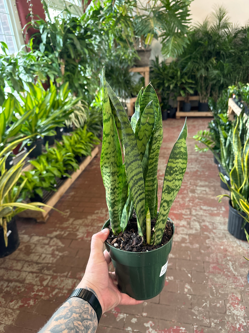 sansevieria zeylanica in pot Sansevieria Zeylanica – Jordan's Jungle