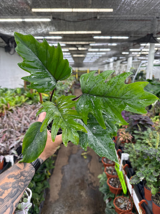 Philodendron tahiti