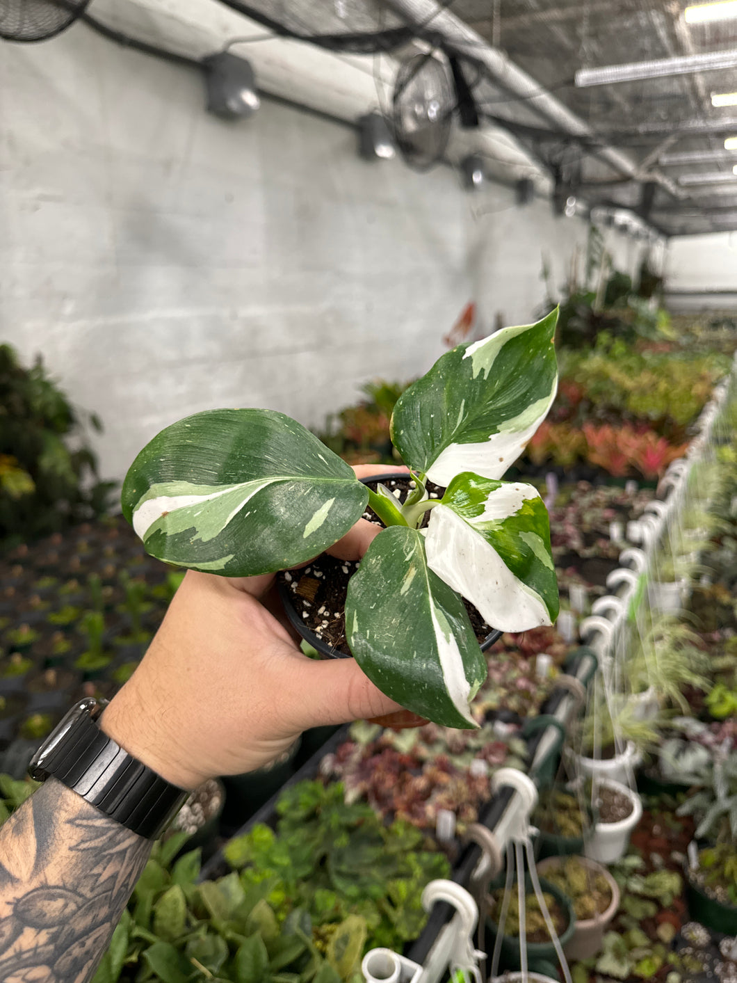 green and white philodendron Philodendron 'White Wizard' – Jordan's Jungle