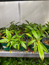 Nepenthes mirabilis var. globosa X hamata (Large)