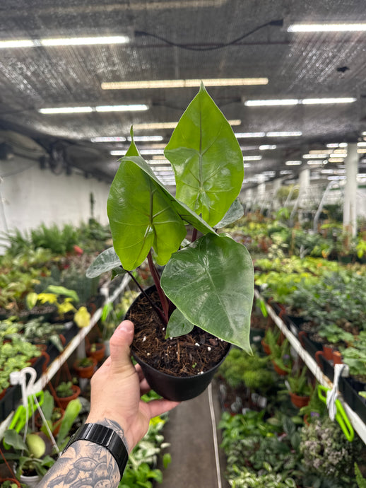 Alocasia Dark Star