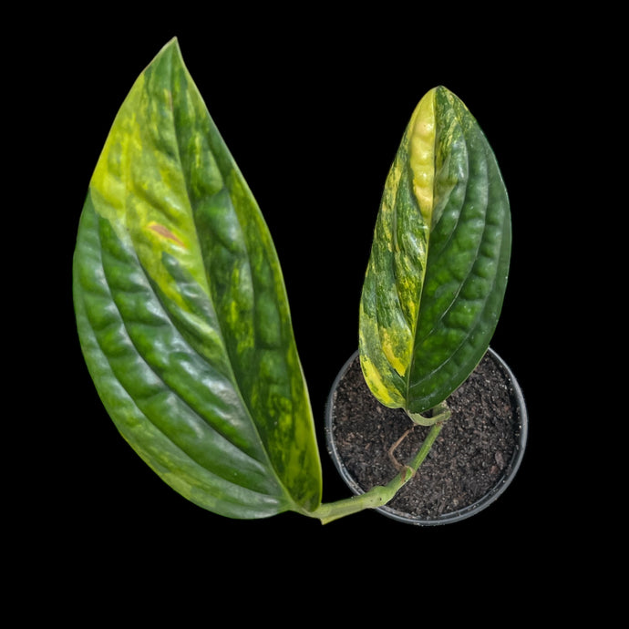 Monstera Peru Variegated