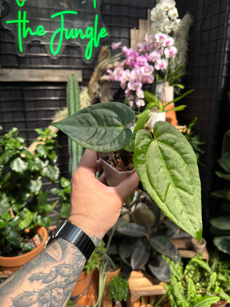 Anthurium magnificum 'Verde' (NOT TC)  Jordan's Jungle
