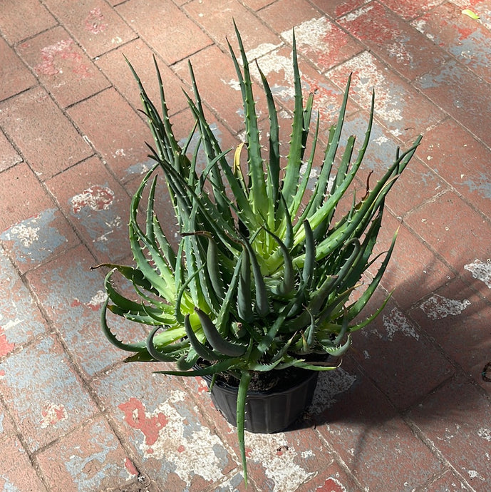 Hedgehog Aloe