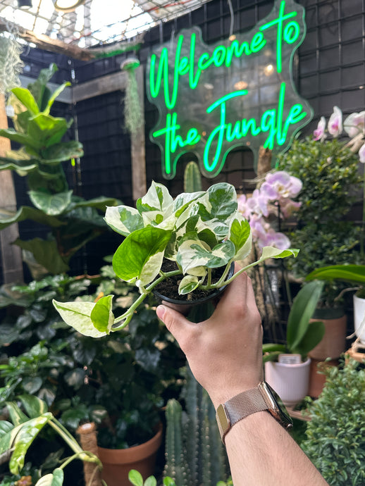 Epipremnum Pearls and Jade
