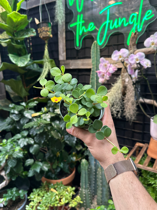 Peperomia tetraphylla (Hope)