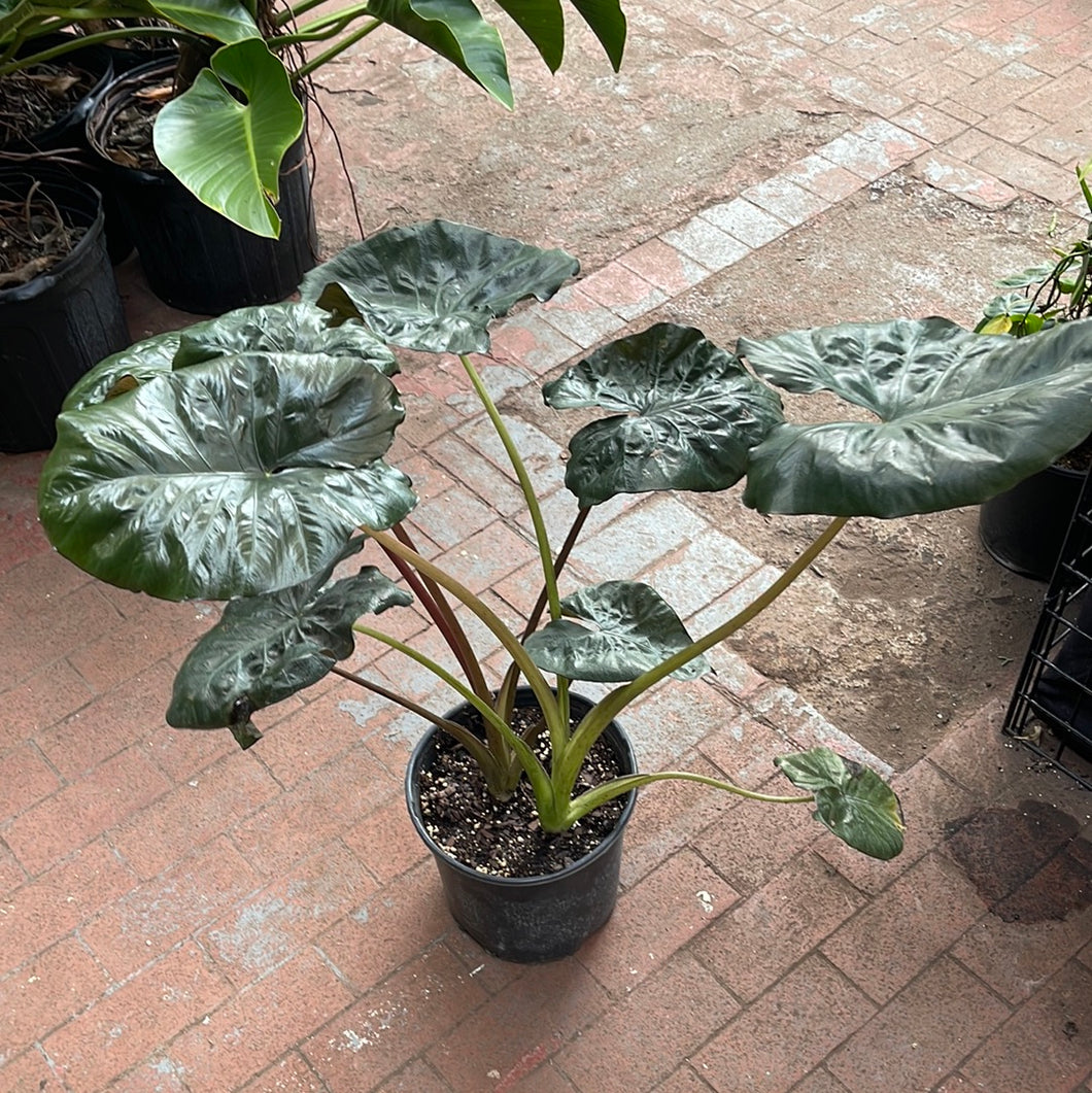 Alocasia Serendipity