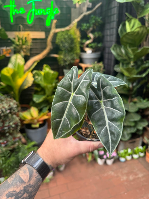 Alocasia suhirmaniana 'Purple'