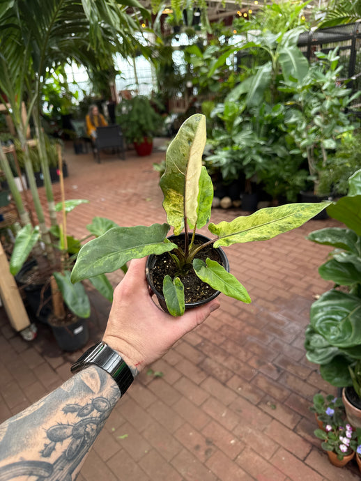 Alocasia lauterbachiana varieagata
