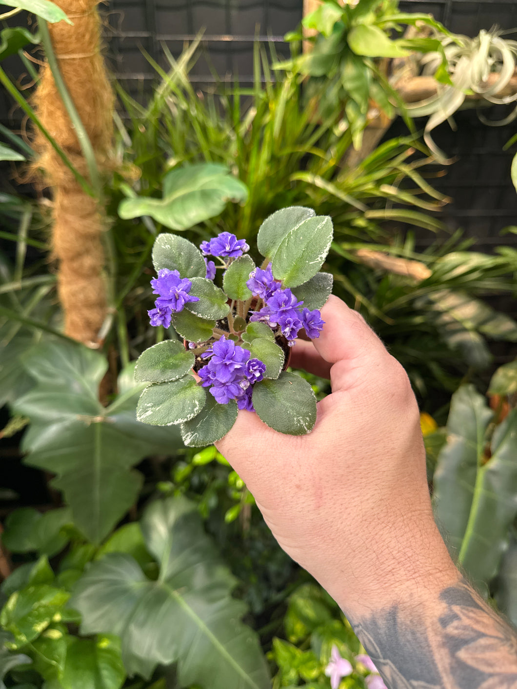 African Violet 'Cajun’s Le Bon Ton Roule’