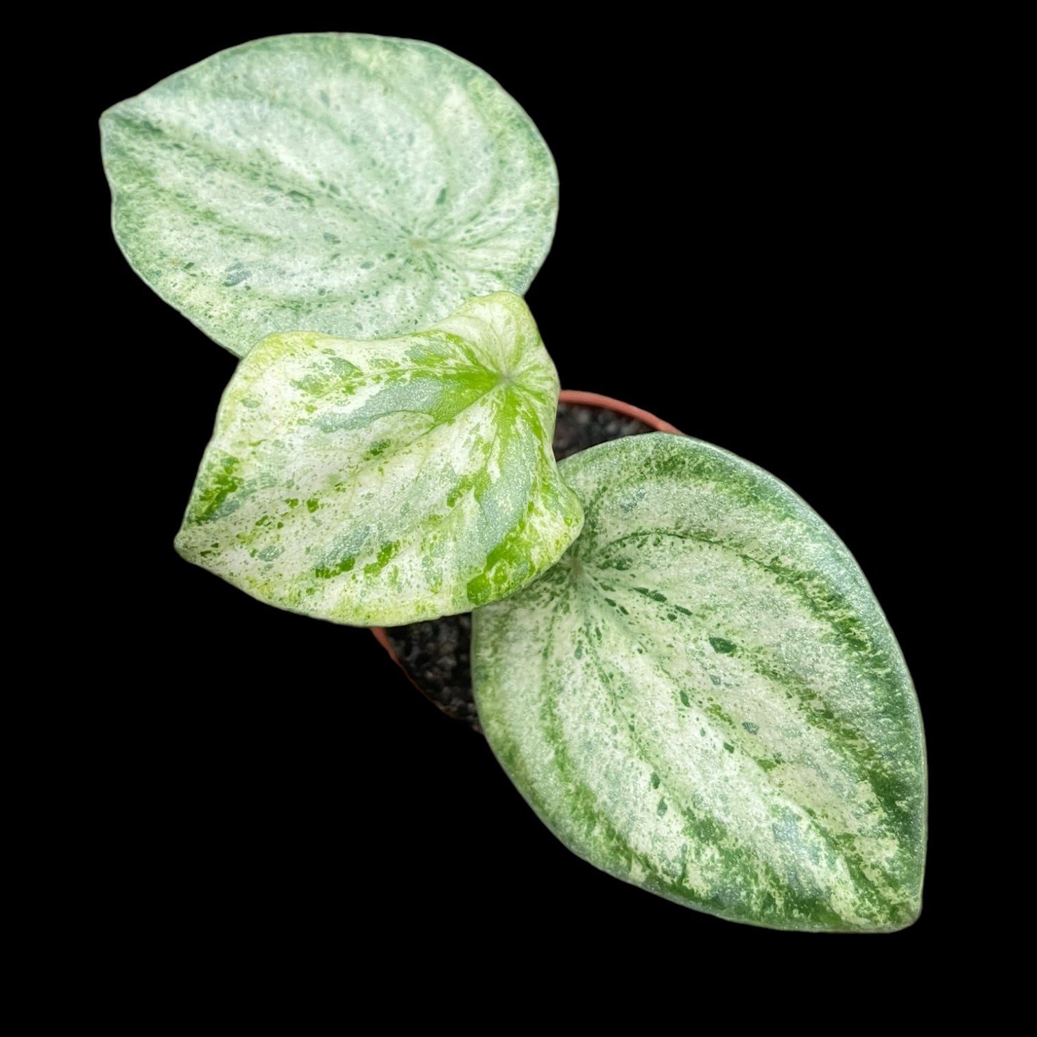 Variegated Watermelon Peperomia 