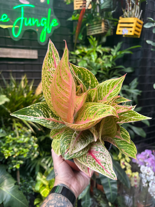 Aglaonema 'Starshining'