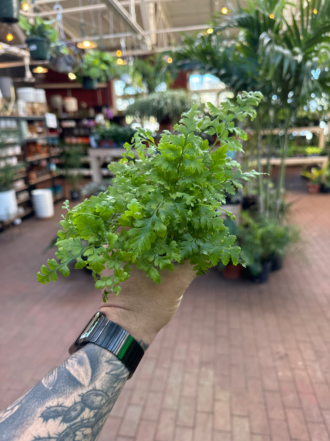 Leather Leaf Fern