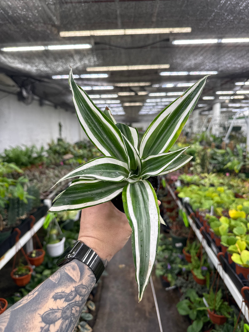 Dracaena 'White Surprise'