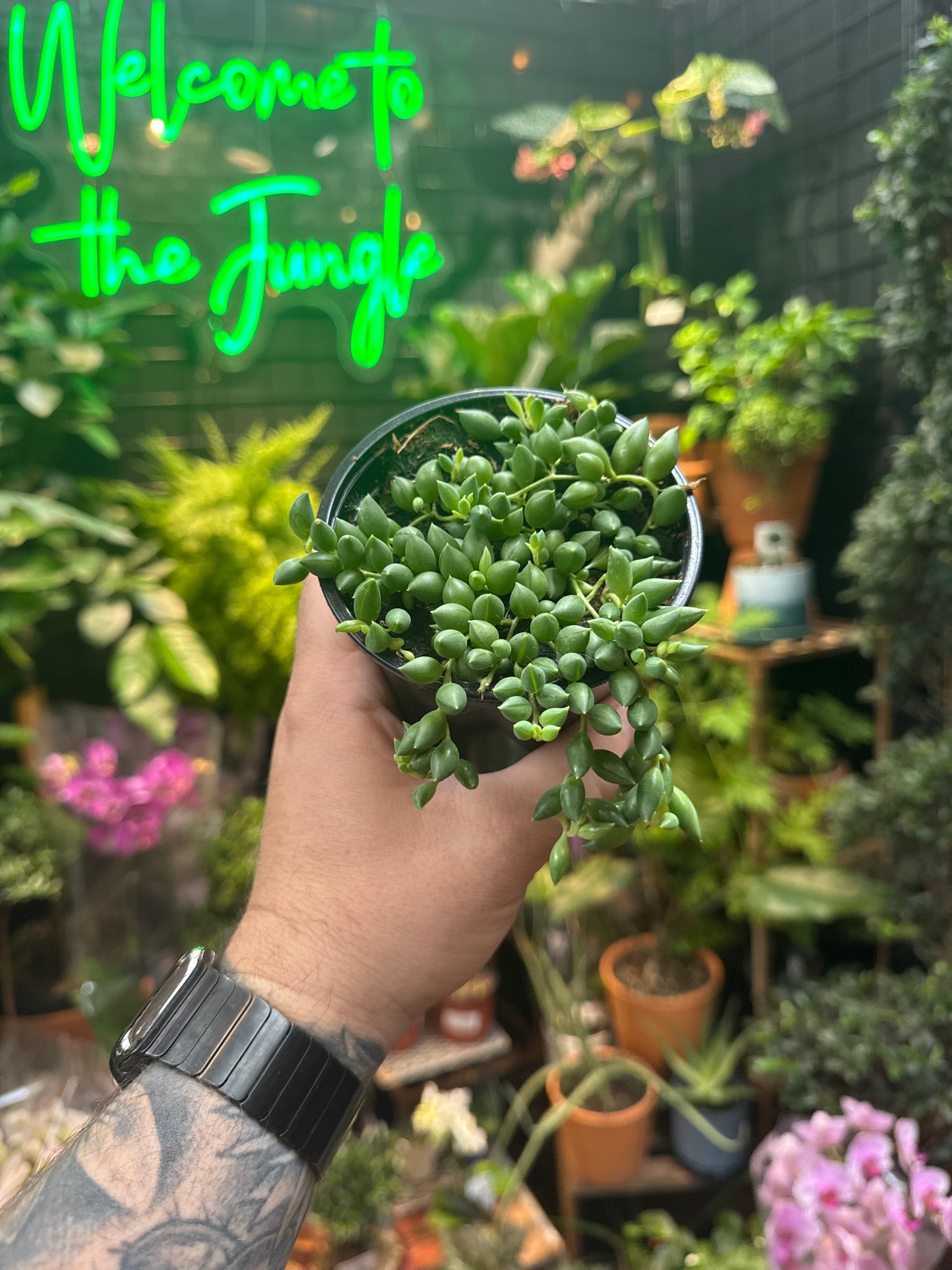 Senecio herreianus String of Beads/Tears - Thumbnail 2