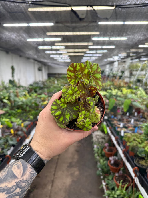 Begonia Rex ‘Mauritius'
