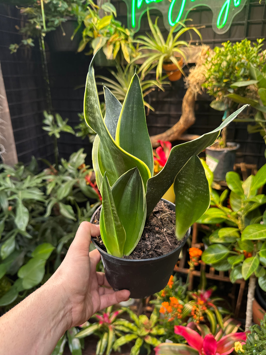 Sansevieria 'Fabi'