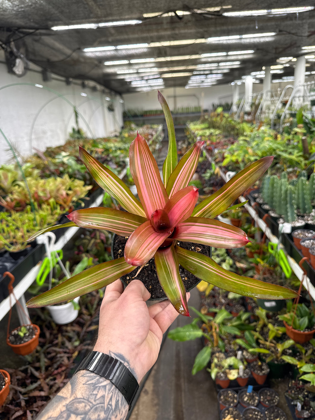 Neoregelia ‘Fancy’