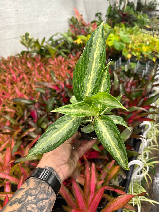 Aglaonema White Rain
