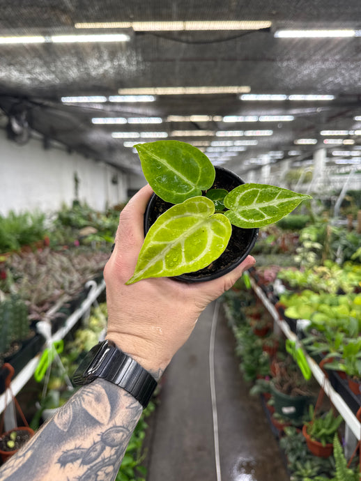 Anthurium Crystallinum 'Hope'