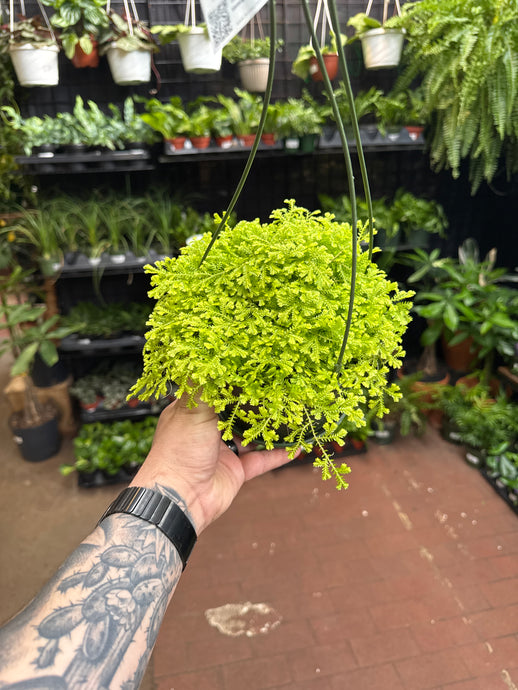 Selaginella Gold Moss