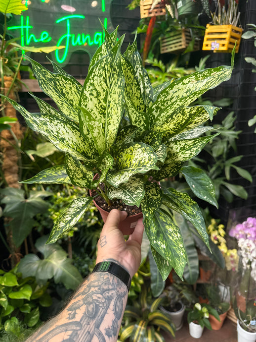Aglaonema 'Osaka'