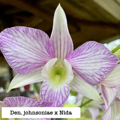 Dendrobium johnsoniae x 'Nida'