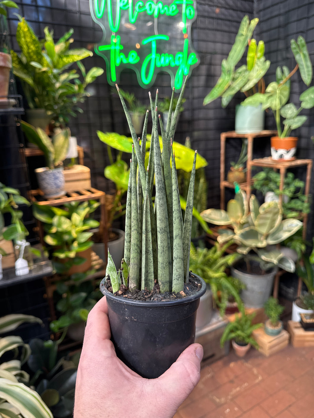 Sansevieria Fernwood 'Icicle'