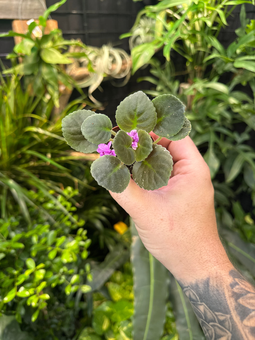 African Violet 'Harmony’s Golden Dawn’