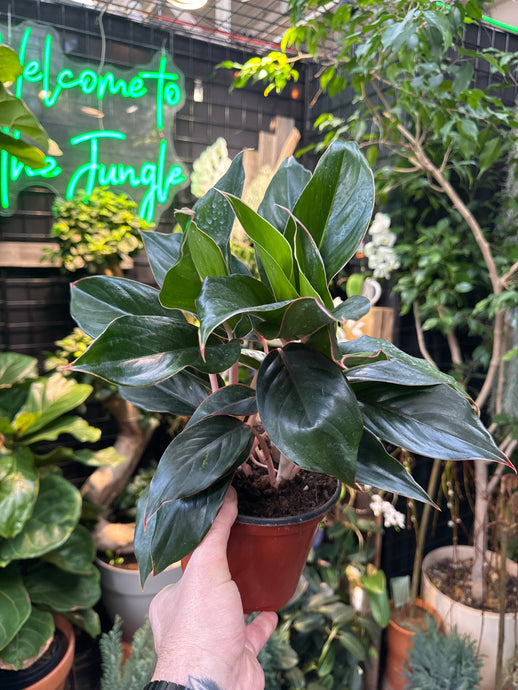 Aglaonema 'Misterio'