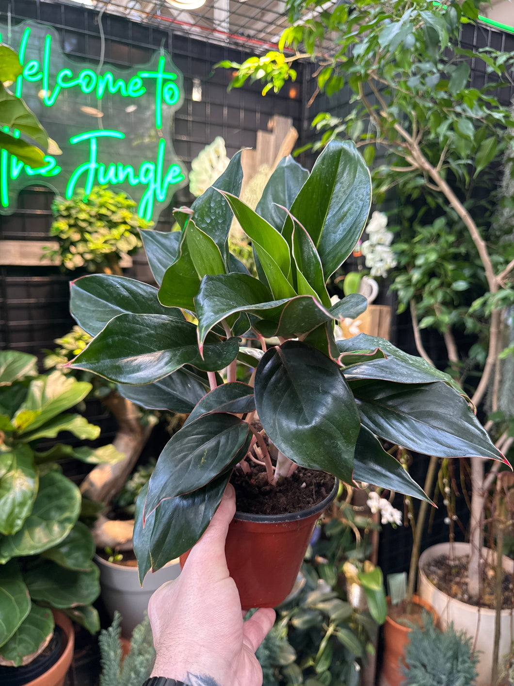 black aglaonema Aglaonema 'Misterio'