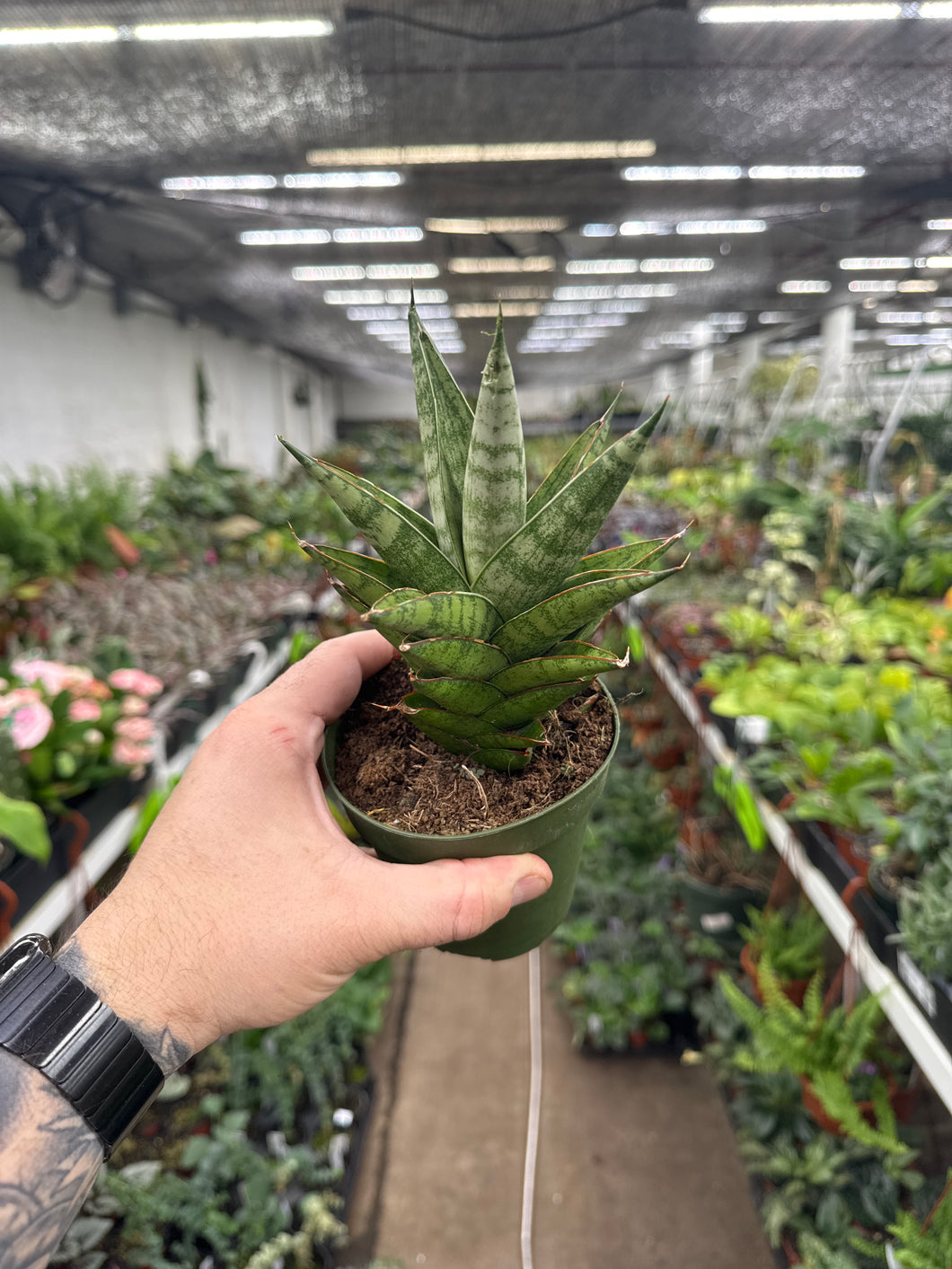 sansevieria hybrid tower Sansevieria 'Tower' – Jordan's Jungle
