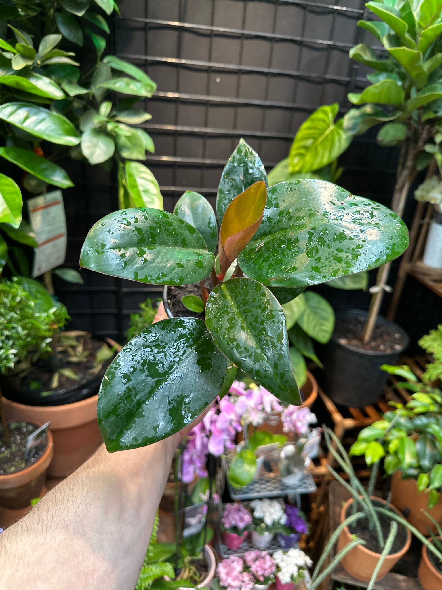 Philodendron 'Congo Rojo' - Thumbnail 4