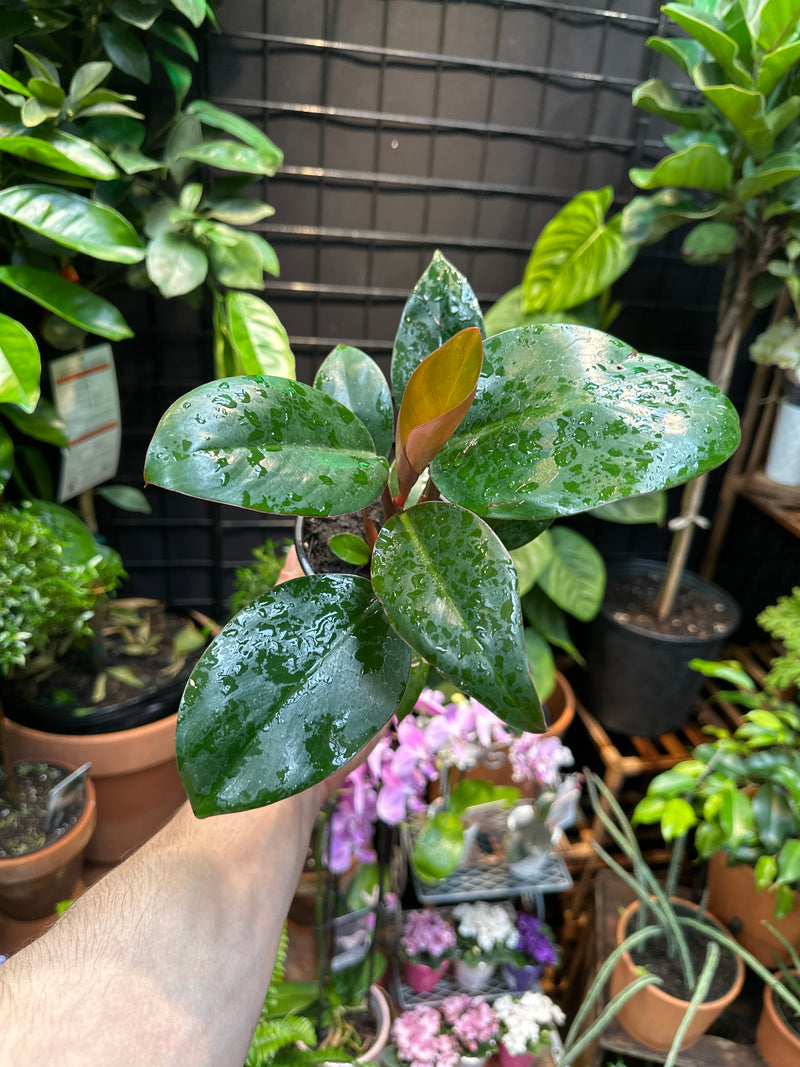 philodendron congo rojo flower Philodendron 'Congo Rojo' – Jordan's Jungle