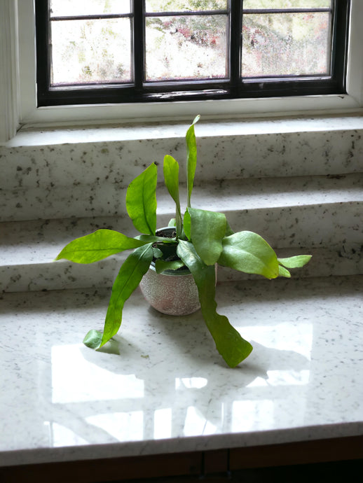 Epiphyllum pumilum (Orchid cactus)