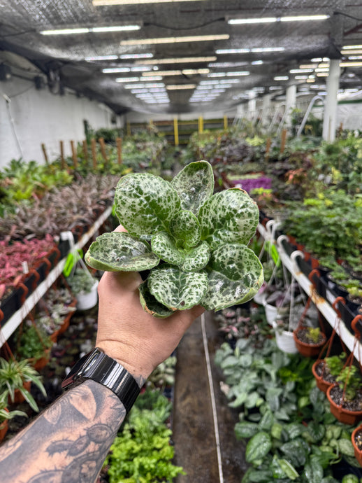 Primulina dyras 'Pretty Turtle'