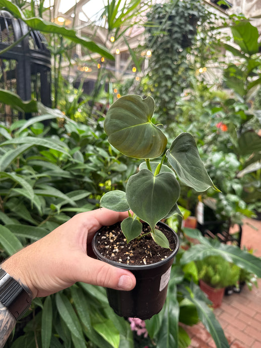 Philodendron lupinum