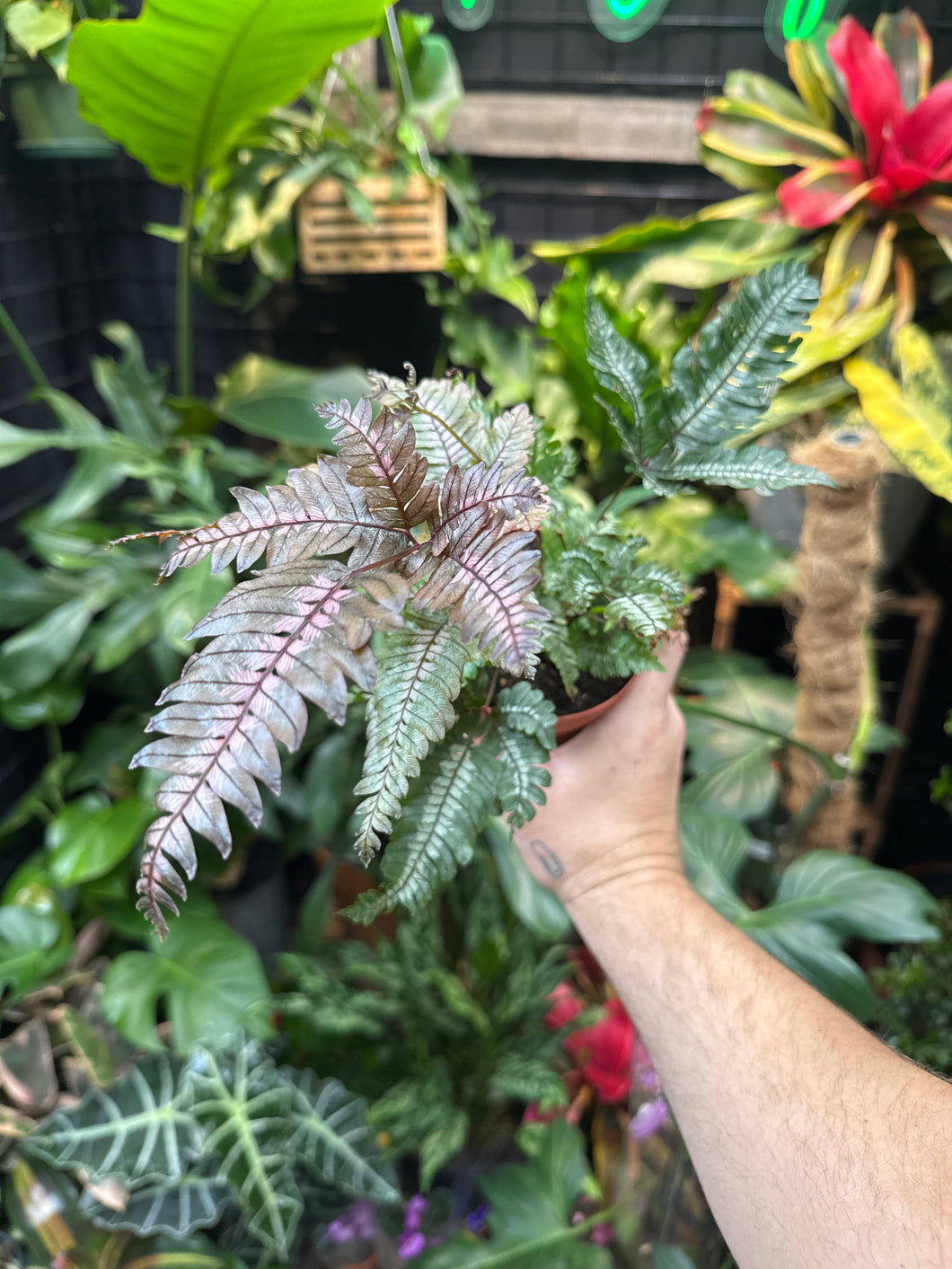 Candy strip fern