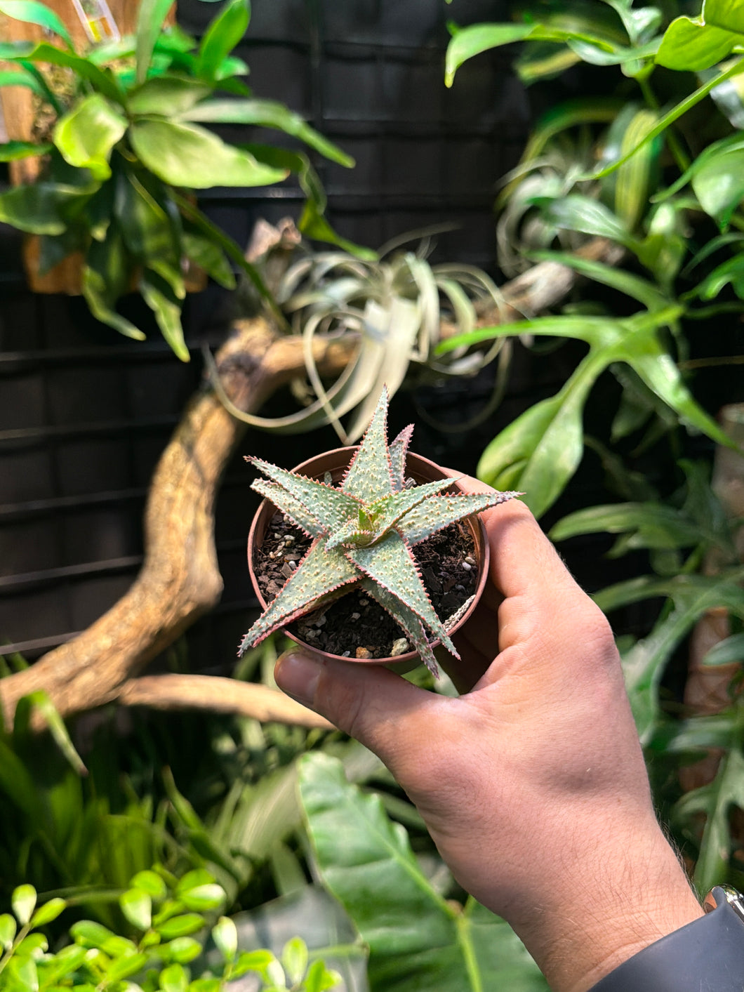 Aloe 'Christmas Carol'