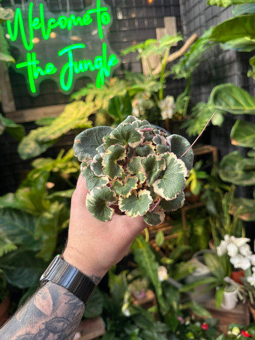 Variegated Strawberry Begonia