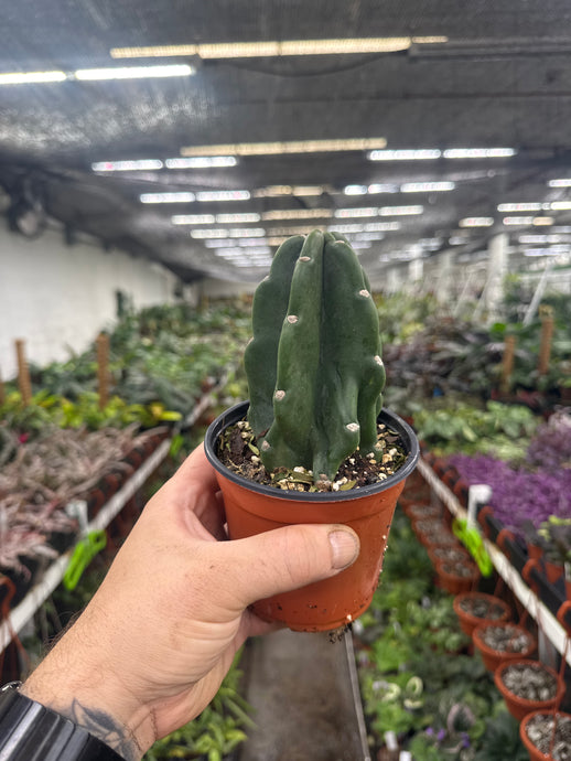 Cereus jamacaru 