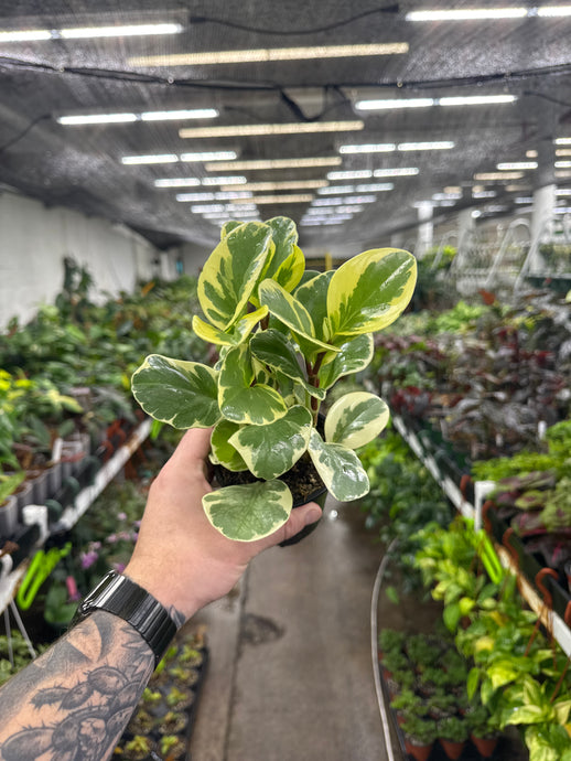 Peperomia Obtusifolia Variegata