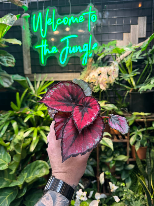 Begonia Rex ‘Red Kiss'